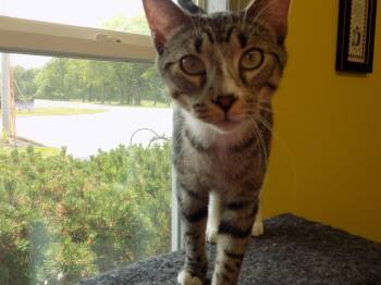 Rescue Domestic Short Hair Cats for Adoption in Savanna, Illinois - Pluto | PetCurious