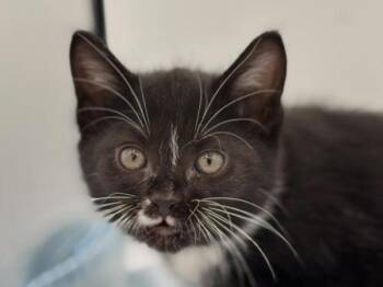 Elastic -  Domestic Short Hair Cat for Adoption in Portland, Oregon - Elastic | PetCurious