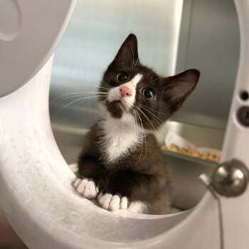 Calvin -  Domestic Short Hair Cat for Adoption in Marshall, Virginia - Calvin | PetCurious