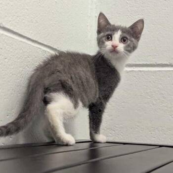 Fog -  Domestic Short Hair Cat for Adoption in Dayton, Ohio - Fog | PetCurious