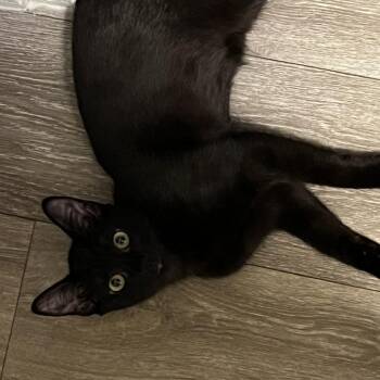 Domestic Short Hair Cats Available for Adoption - Kiki | PetCurious