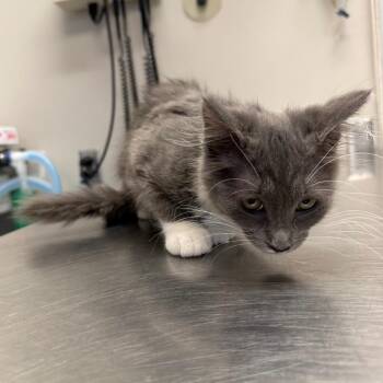 Gwen -  Domestic Medium Hair Cat for Adoption in Great Falls, Montana - Gwen | PetCurious