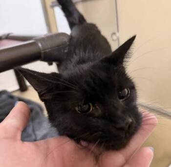 Maple -  Domestic Short Hair Cat for Adoption in Dubuque, Iowa - Maple | PetCurious