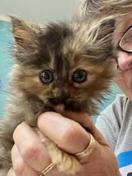 Domestic Long Hair Cats Available for Adoption in Burnsville, North Carolina - Jade | PetCurious