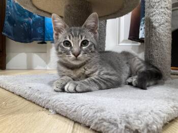 Letty -  Domestic Short Hair Cat for Adoption in Villa Park, California - Letty | PetCurious