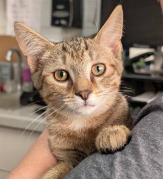 MARVIN -  Domestic Short Hair Cat for Adoption in Canfield, Ohio - MARVIN | PetCurious