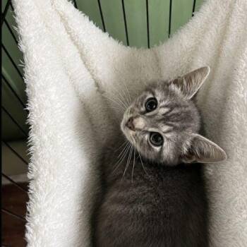 Jinx -  Tabby Cat for Adoption in Edmond, Oklahoma - Jinx | PetCurious
