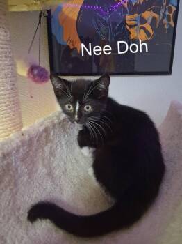 Nee Doh -  Domestic Short Hair Cat for Adoption in Kettering, Ohio - Nee Doh | PetCurious