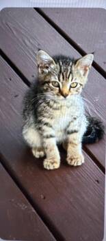 Whisper -  Domestic Medium Hair and Tabby Cat for Adoption in Blairsville, Georgia - Whisper | PetCurious