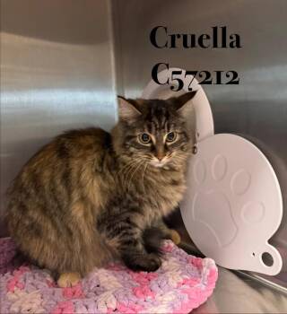 Cruella -  Domestic Long Hair Cat for Adoption in Clarksville, Tennessee - Cruella | PetCurious