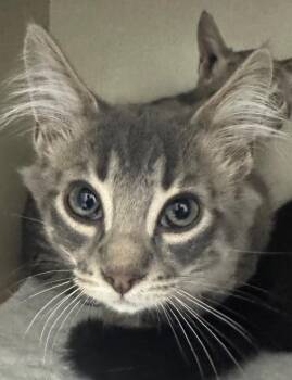 Wittle Waffle -  Domestic Long Hair Cat for Adoption in Winnipeg, Manitoba - Wittle Waffle | PetCurious