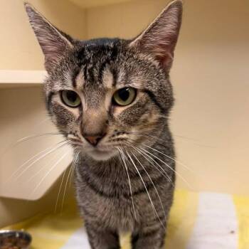 Domestic Short Hair Cats Available for Adoption in Waynesboro, Pennsylvania - Haze | PetCurious