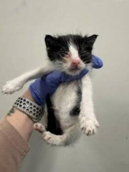 Domestic Short Hair Cats Available for Adoption in Doral, Florida - RORY | PetCurious