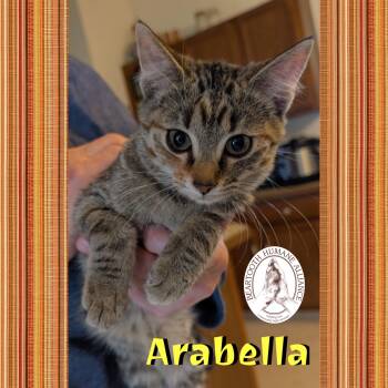 Rescue Domestic Short Hair Cats for Adoption in Red Lodge, Montana - Arabella | PetCurious