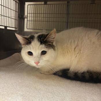 Domestic Short Hair Cats Available for Adoption in Bristol, Indiana - Hunter | PetCurious