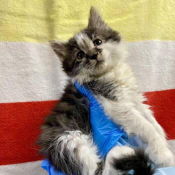 Oyster Mushroom -  Domestic Short Hair Cat for Adoption in Cheyenne, Wyoming - Oyster Mushroom | PetCurious