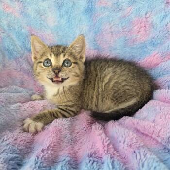 Rescue Tabby and Domestic Short Hair Cats for Adoption in Atlanta, Georgia - Potato | PetCurious