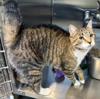 Tip Toe & Tulip -  Domestic Short Hair Cat for Adoption in Lincoln, Michigan - Tip Toe & Tulip | PetCurious