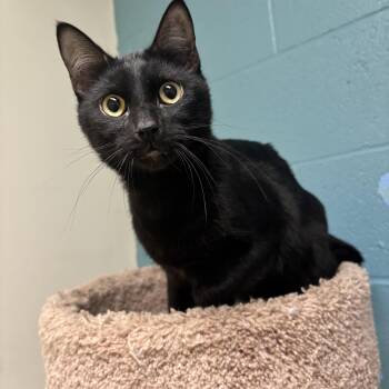 Lover Boy -  Domestic Short Hair Cat for Adoption in Kansas City, Missouri - Lover Boy | PetCurious