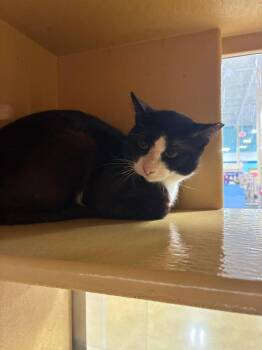 Kiwi -  Domestic Short Hair Cat for Adoption in North Richland Hills, Texas - Kiwi | PetCurious