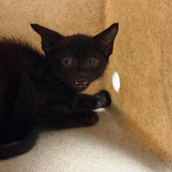 Diver -  Domestic Short Hair Cat for Adoption in Reno, Nevada - Diver | PetCurious