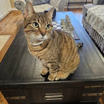 Tabby and Domestic Short Hair Cats Available for Adoption in Corpus Christi, Texas - Sweet Caramel Latte | PetCurious