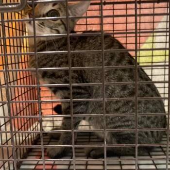 A613516 -  Domestic Short Hair Cat for Adoption in Modesto, California - A613516 | PetCurious