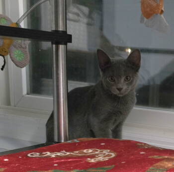 Rescue Domestic Short Hair Cats for Adoption in Trenton, New Jersey - Moxie | PetCurious