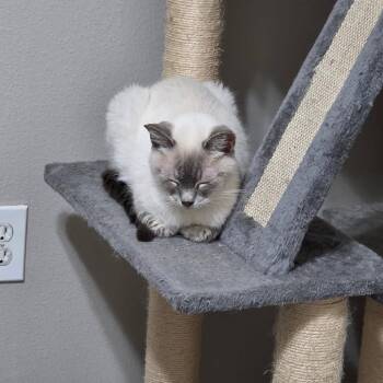 Diva -  Siamese Cat for Adoption in Bentonville, Arkansas - Diva | PetCurious