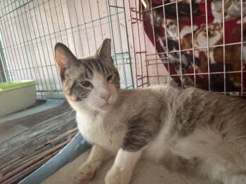 Rescue Siamese Cats for Adoption in St. George, Utah - Quinn | PetCurious