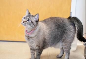 Rescue Domestic Short Hair Cats for Adoption in Sterling, Colorado - Nova | PetCurious