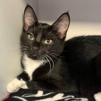 Tootsie -  Domestic Short Hair Cat Available for Adoption in Sarasota, Florida - Tootsie | PetCurious