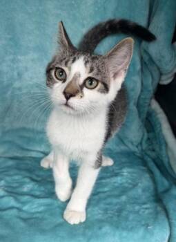 7083 (Dewey) -  Domestic Short Hair Cat for Adoption in Lake City, Michigan - 7083 (Dewey) | PetCurious