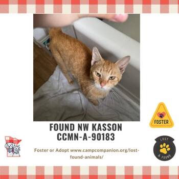 Rescue Domestic Short Hair Cats for Adoption in Rochester, Minnesota - Found NW Kasson | PetCurious