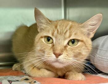 CHELSEA -  Domestic Short Hair Cat for Adoption in Sarasota, Florida - CHELSEA | PetCurious