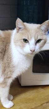 Max -  Domestic Short Hair Cat for Adoption in Cromwell, Kentucky - Max | PetCurious