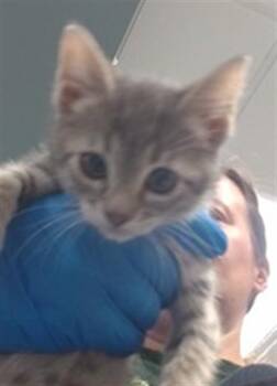 Domestic Short Hair Cats Available for Adoption in Oklahoma City, Oklahoma - A473817 | PetCurious