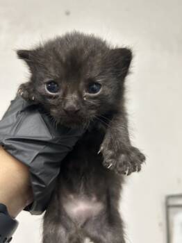 Rescue Domestic Short Hair Cats for Adoption in San Bernardino, California - YAMI | PetCurious