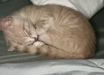 Jenny -  Domestic Short Hair Cat for Adoption in North Haledon, New Jersey - Jenny | PetCurious