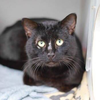 Domestic Short Hair Cats Available for Adoption - Compa | PetCurious