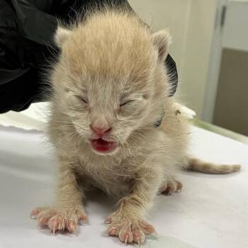 Momo -  Domestic Short Hair Cat Available for Adoption in Las Cruces, New Mexico - Momo | PetCurious