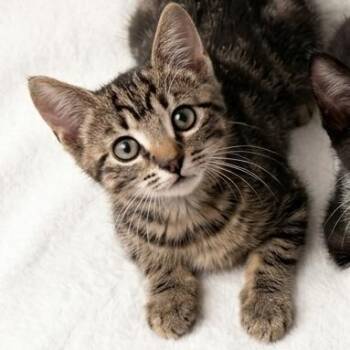 Elle Woods -  Domestic Short Hair Cat for Adoption in Abbotsford, British Columbia - Elle Woods | PetCurious