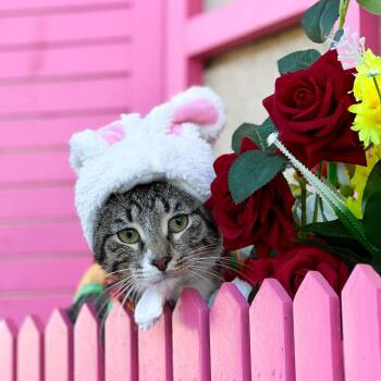 Domestic Short Hair Cats Available for Adoption - Badam | PetCurious