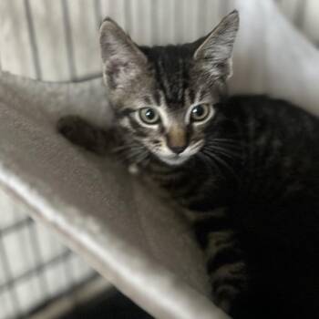 Sunny -  Domestic Short Hair Cat for Adoption in Westminster, California - Sunny | PetCurious