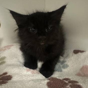 Lee -  Domestic Medium Hair Cat for Adoption in Walnut Creek, California - Lee | PetCurious