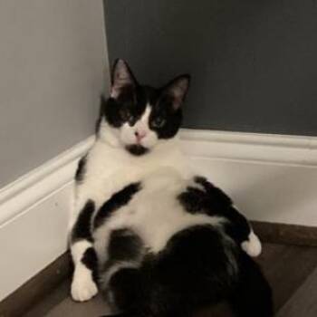 Domestic Short Hair Cats Available for Adoption in Roanoke, Virginia - Salted Caramel | PetCurious