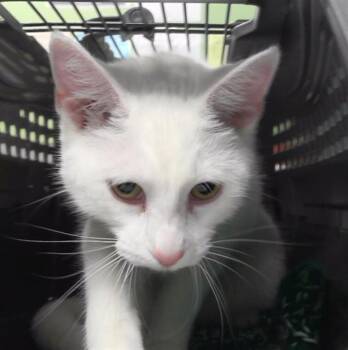 SPARKLE -  Domestic Short Hair Cat for Adoption in Omaha, Nebraska - SPARKLE | PetCurious
