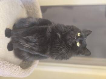 Rescue Calico Cats for Adoption - Queen Bee | PetCurious