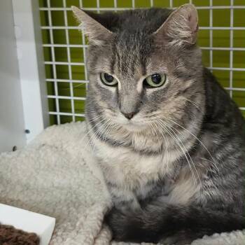 Nostrand -  Domestic Short Hair Cat for Adoption - Nostrand | PetCurious