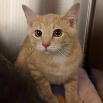 Tumble -  Domestic Short Hair Cat for Adoption in Cody, Wyoming - Tumble | PetCurious